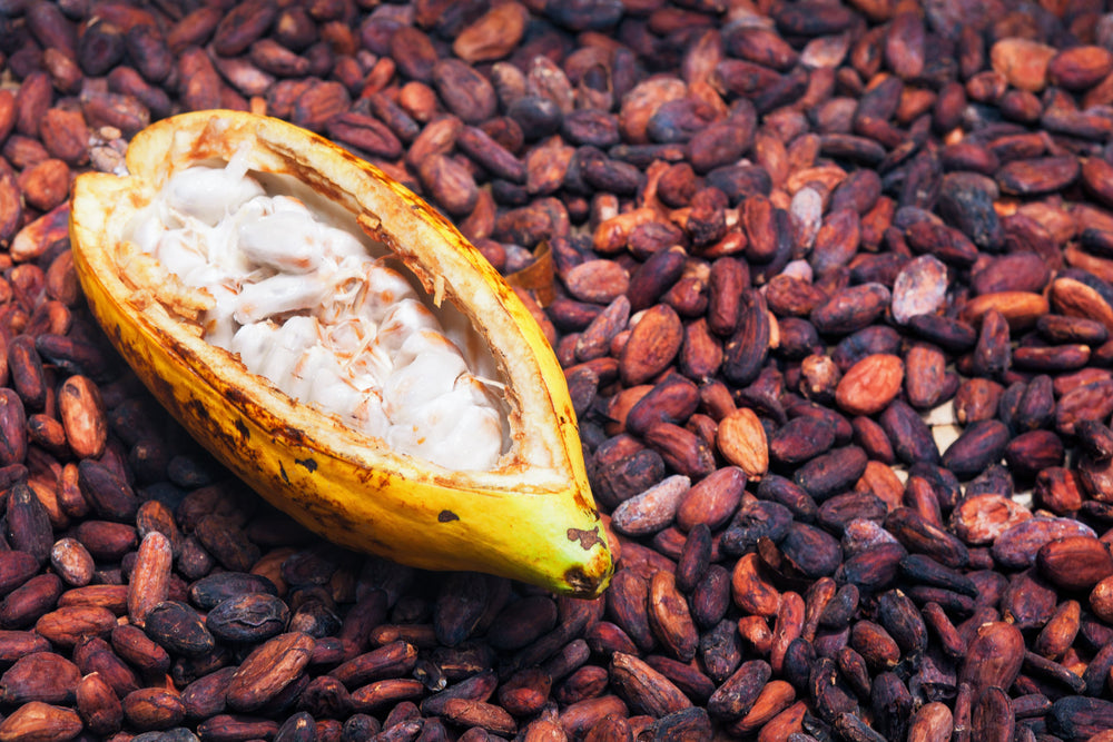 The Healthy Benefits Of Raw Cacao